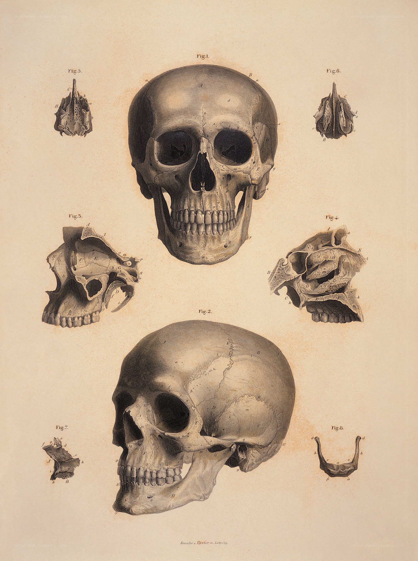 Anatomical skull diagram