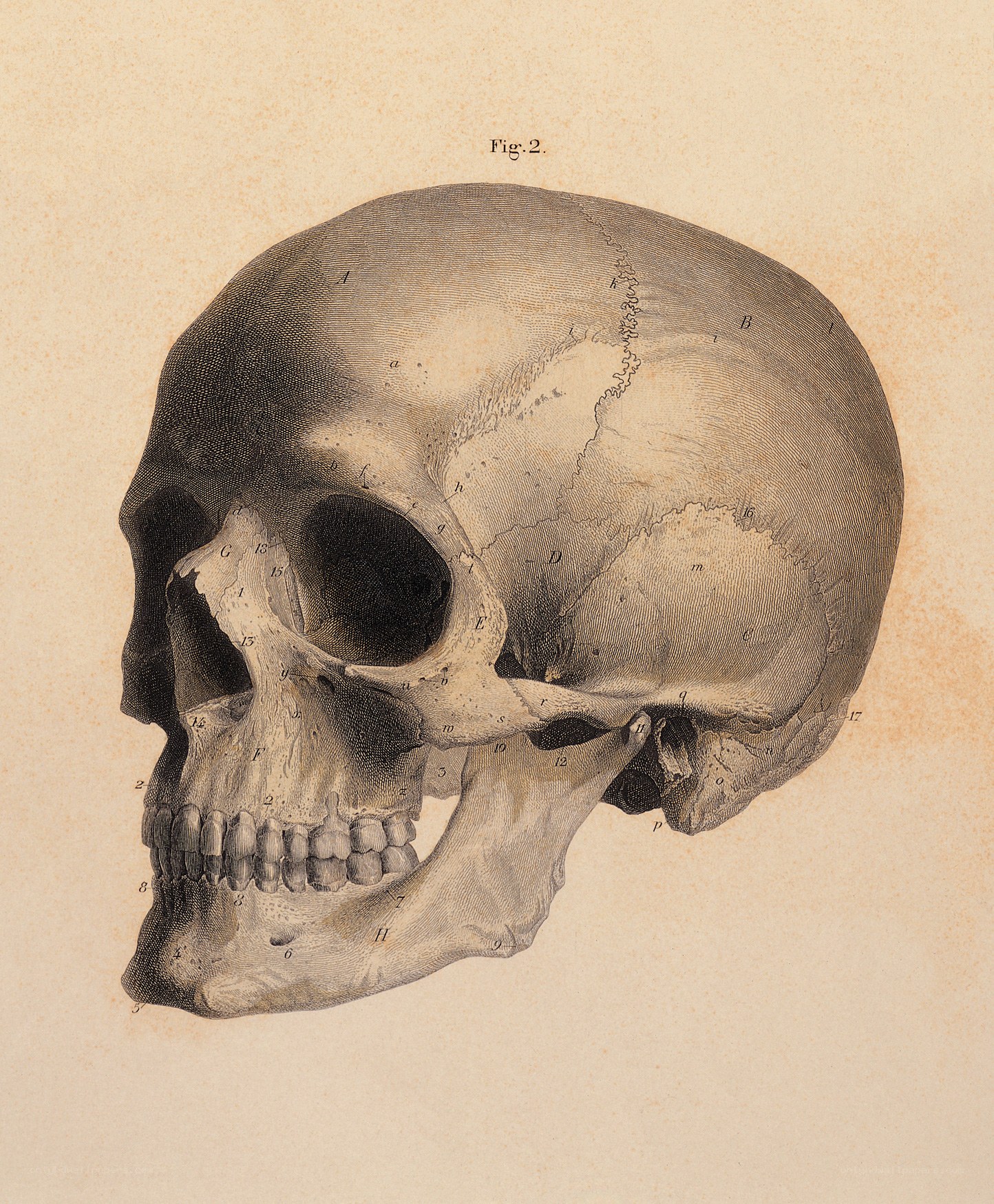 Anatomical skull diagram