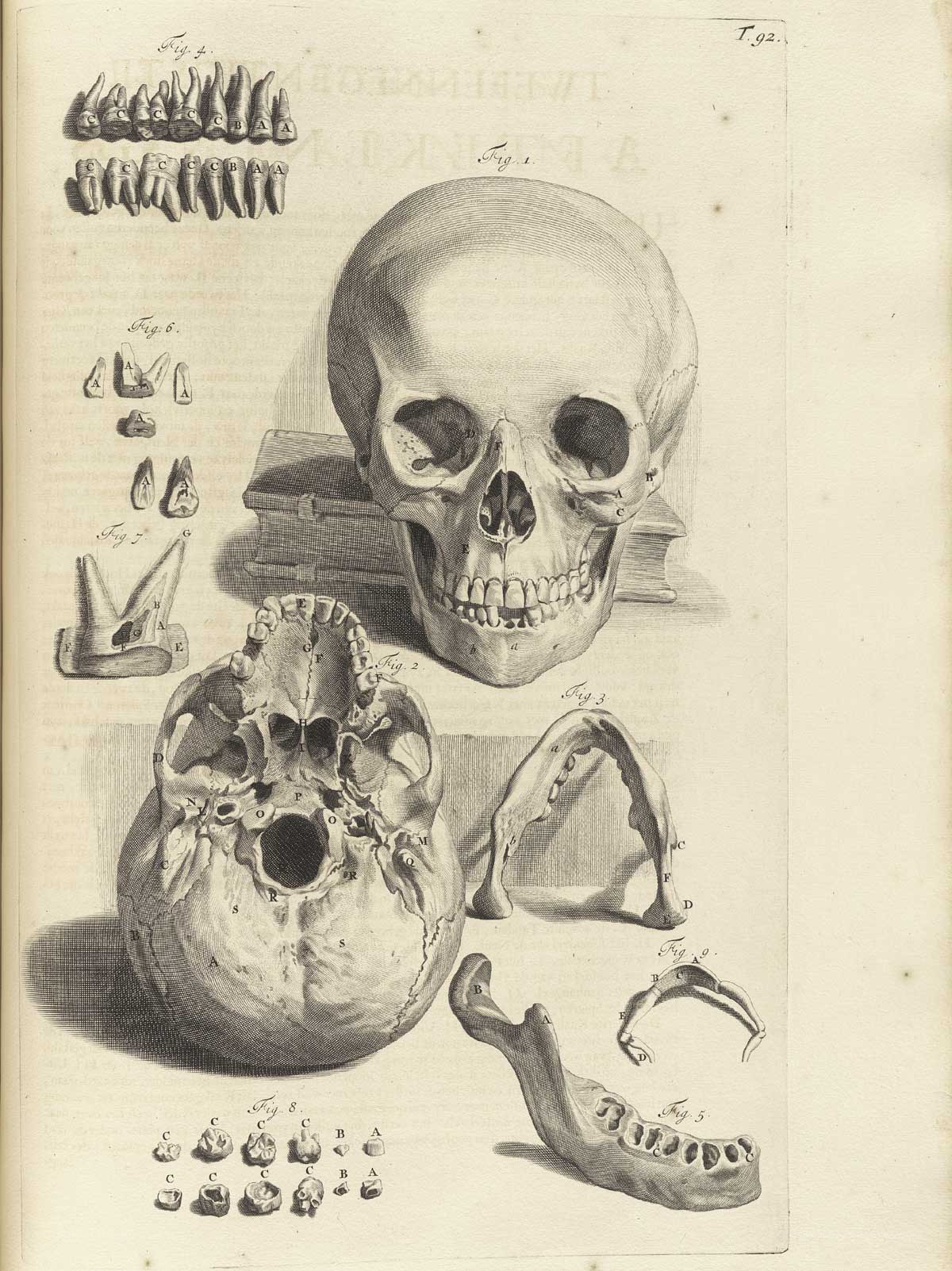 Anatomical skull diagram