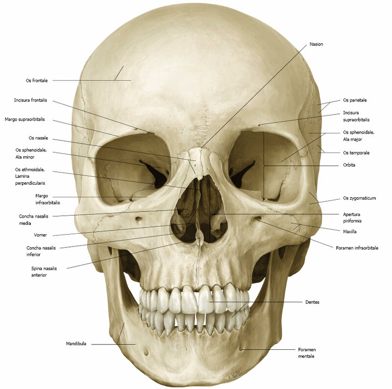 anatomical skull diagram