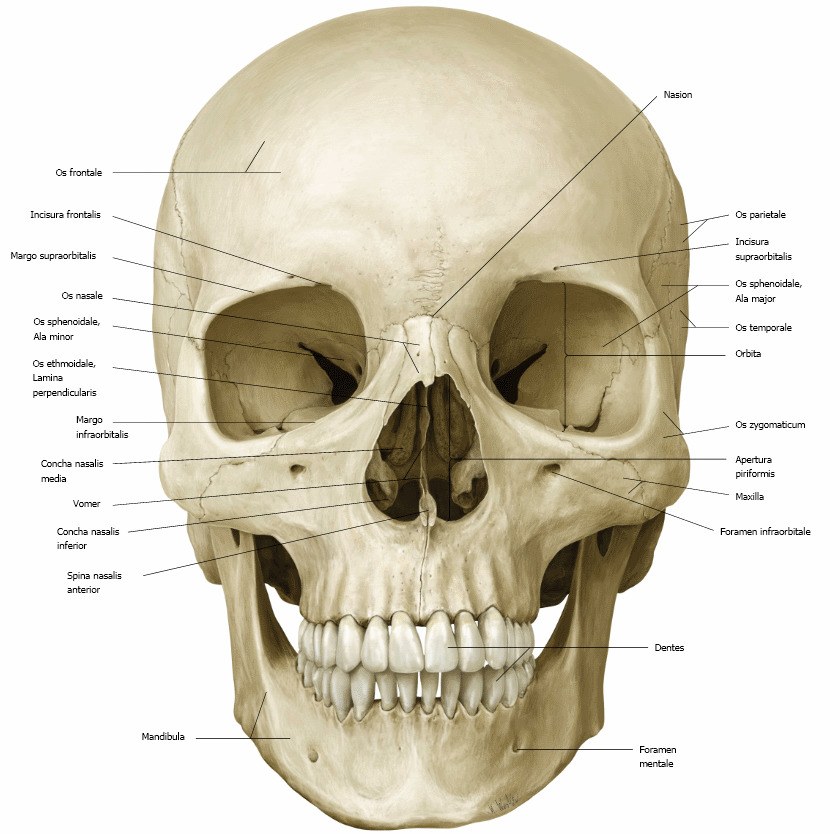 anatomical skull diagram
