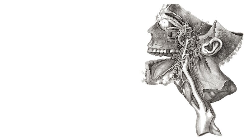Anatomical Skull Diagram — Black