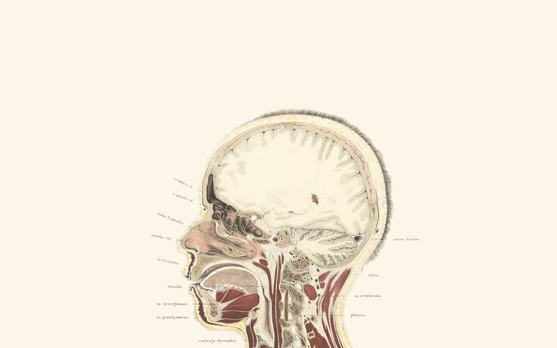 anatomical skull diagram