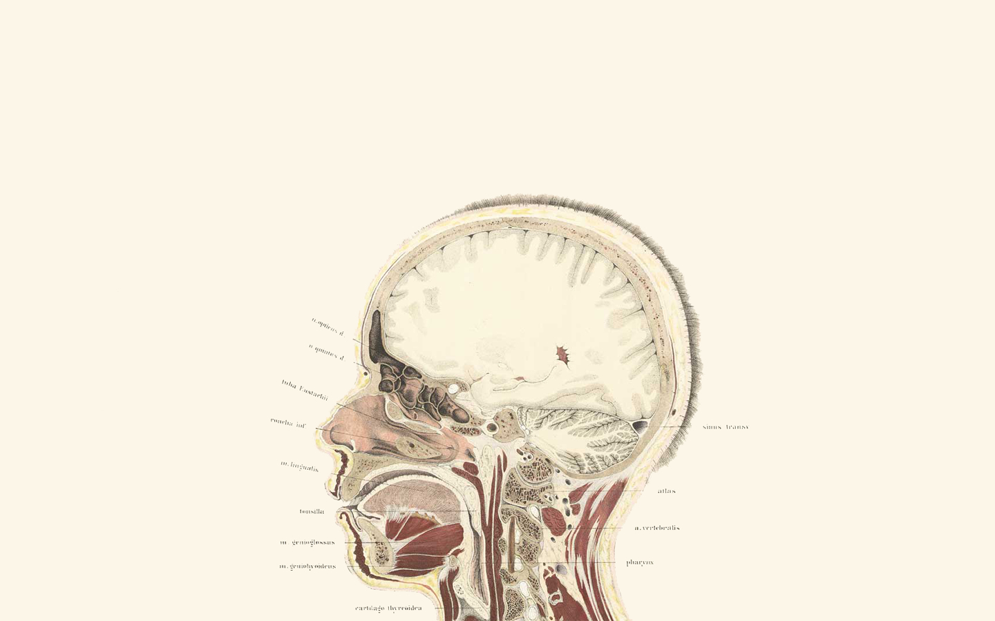 anatomical skull diagram