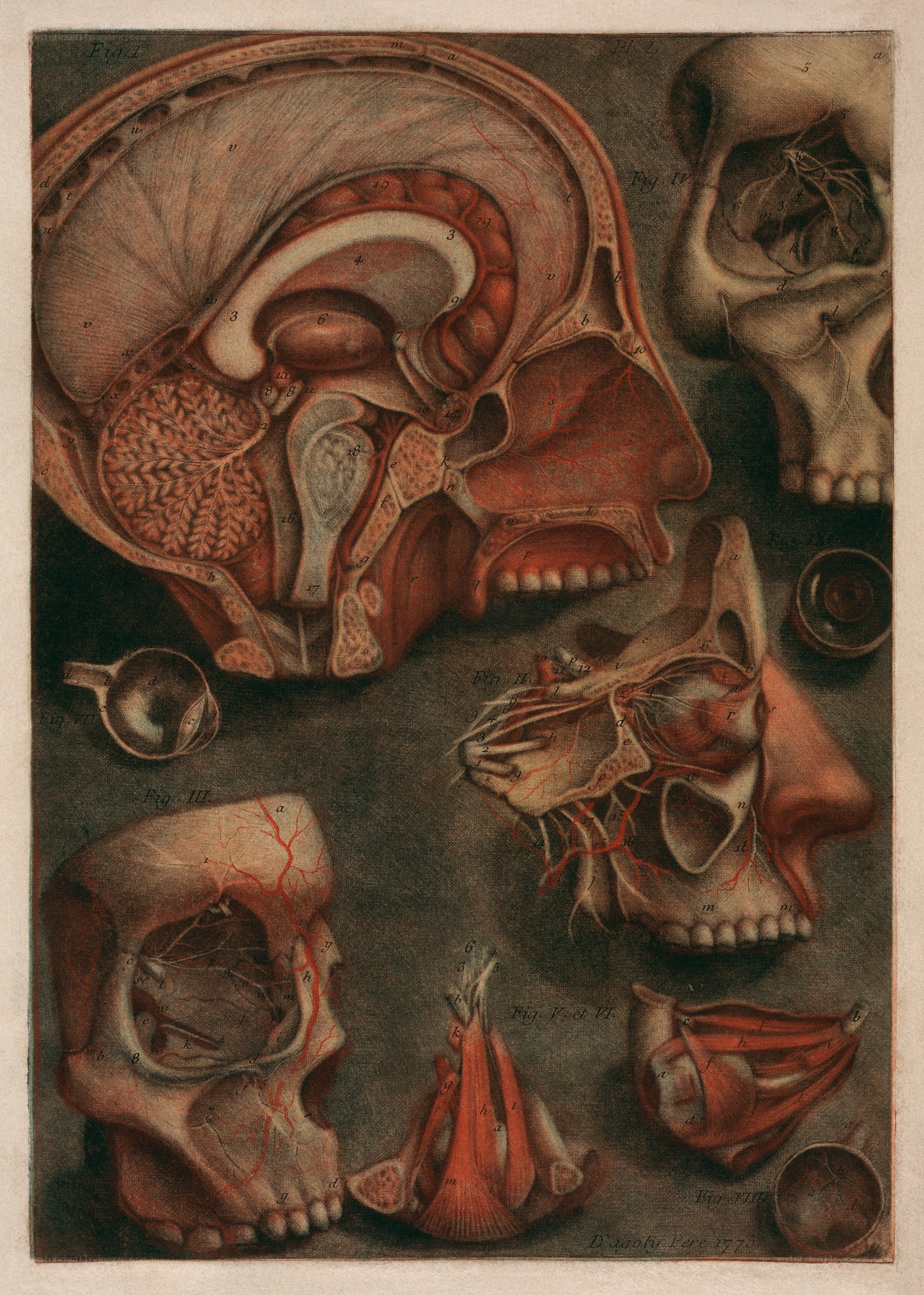 Anatomical skull diagrams