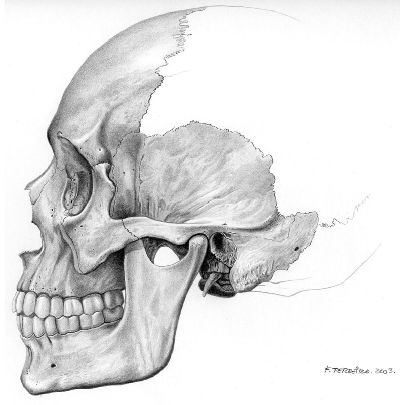 Anatomical skull drawing