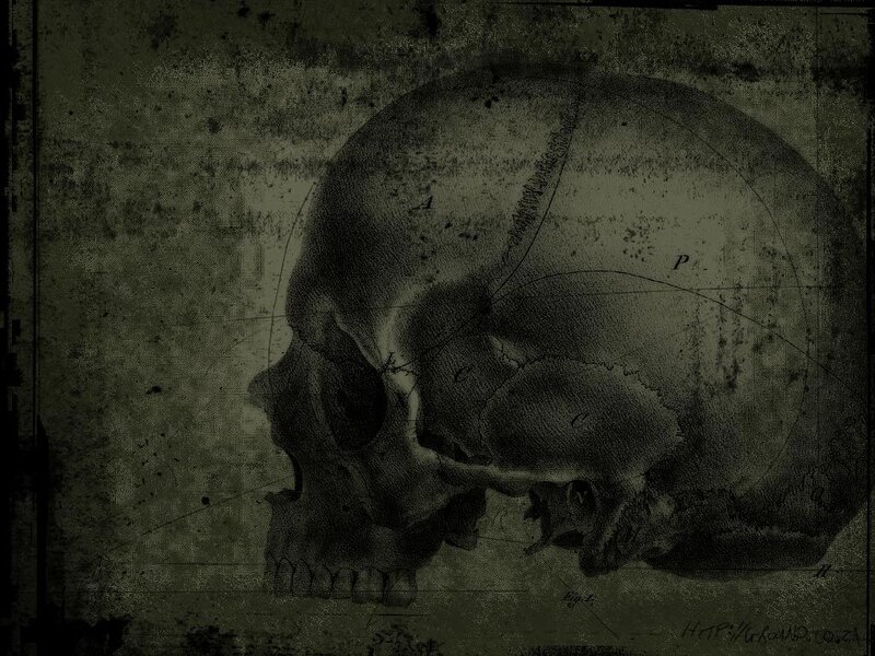 Anatomical Skull Drawing — Black