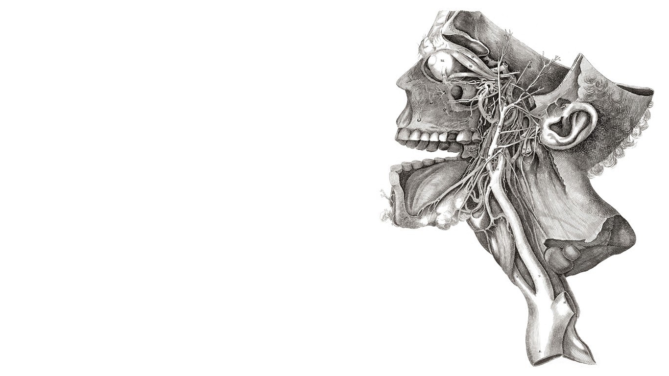 anatomical skull illustration