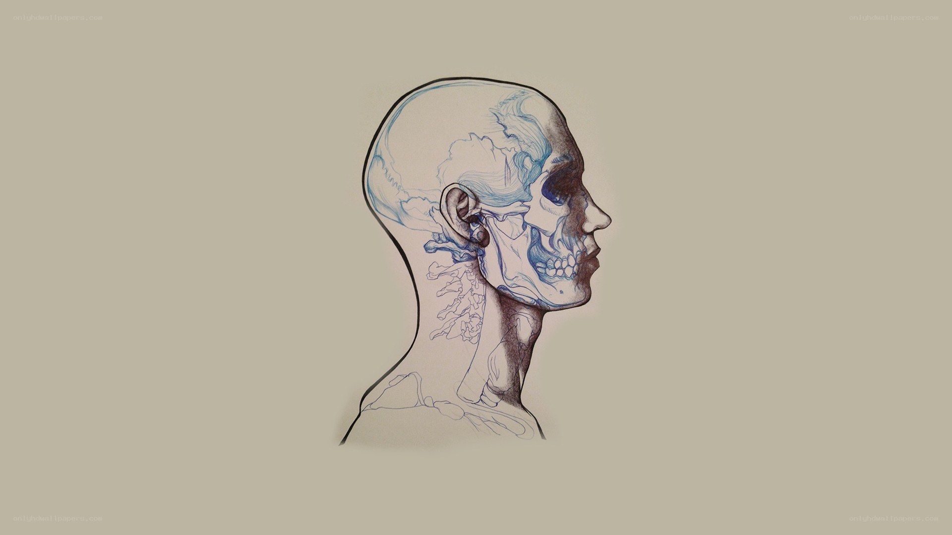 anatomical skull illustration