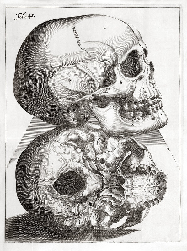 Anatomical skull illustration