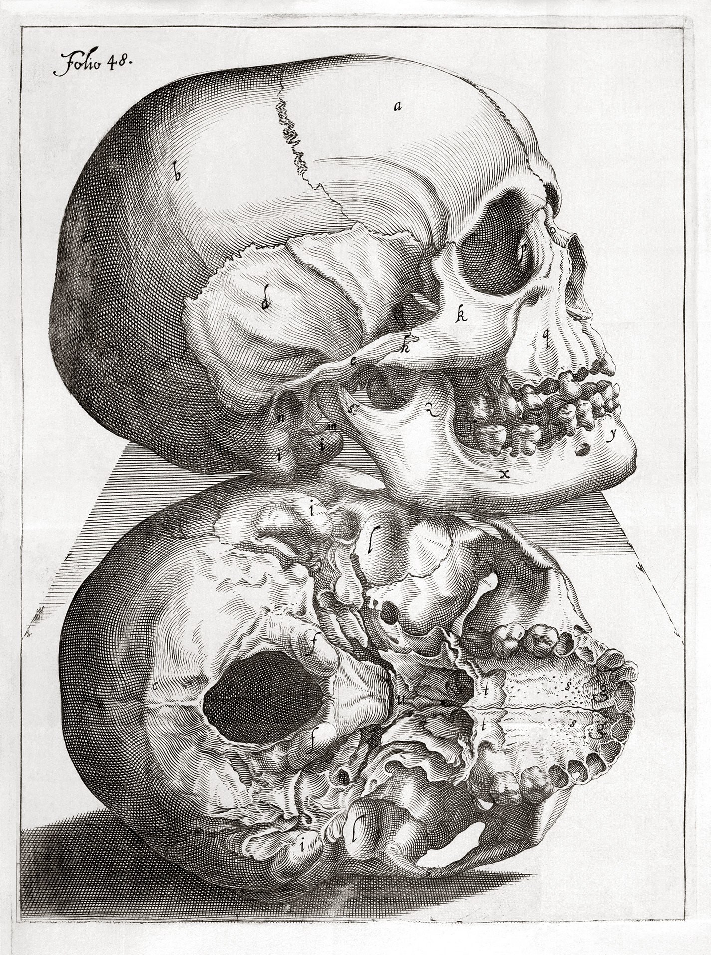 Anatomical skull illustration