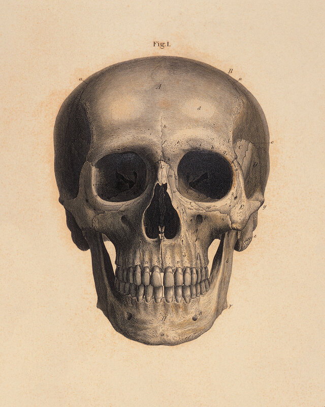 Anatomical skull illustration