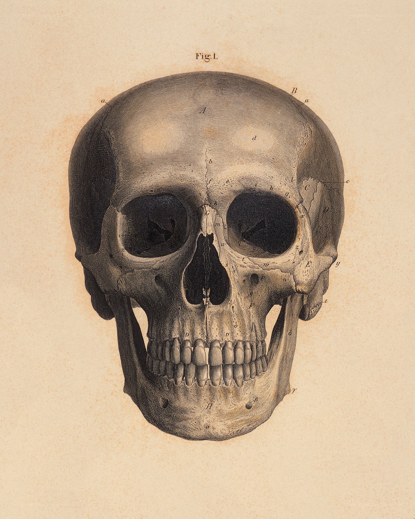Anatomical skull illustration
