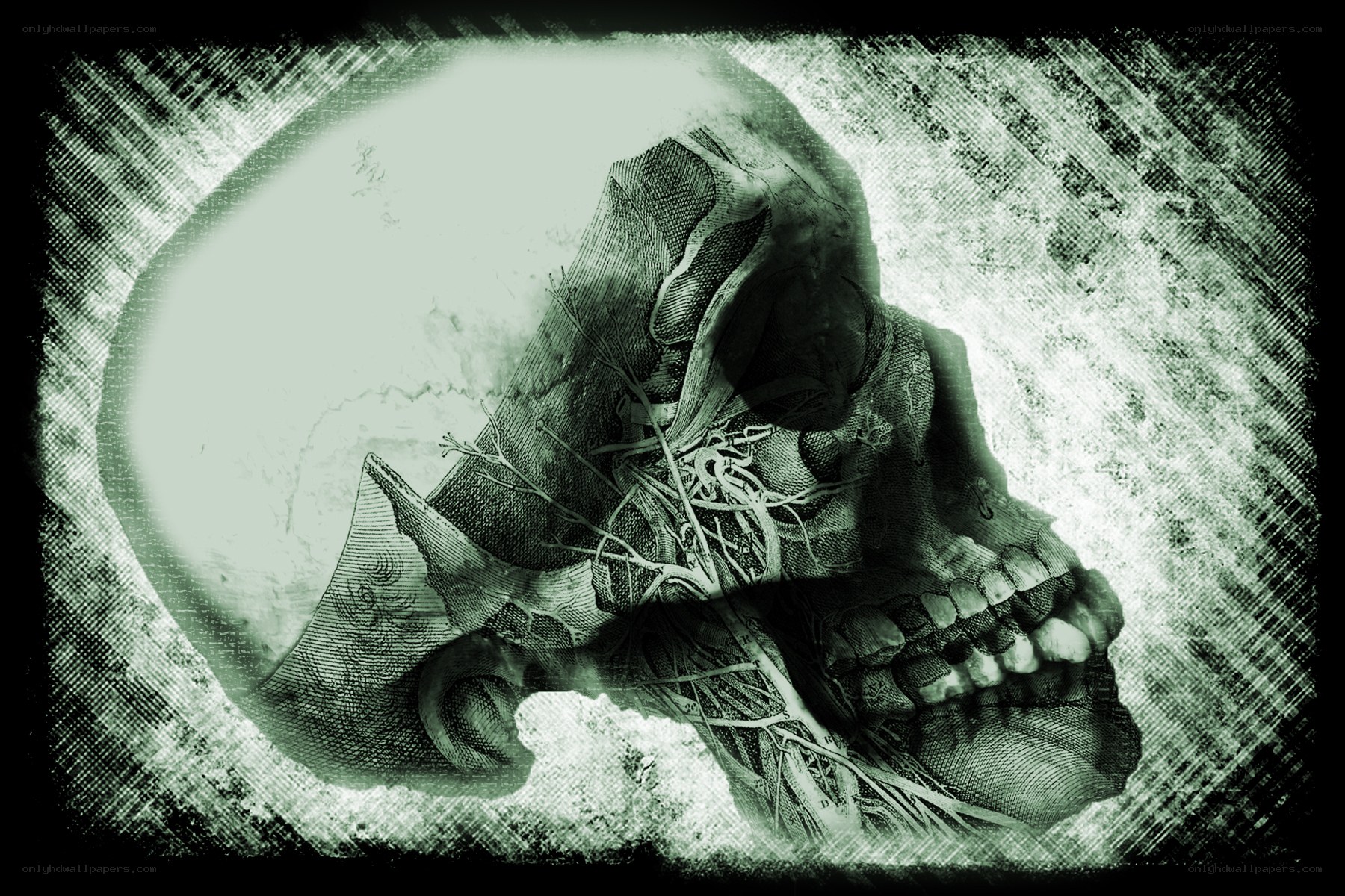 anatomical skull illustration