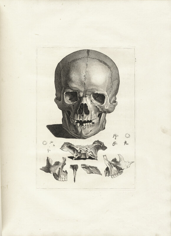 Anatomical skull illustration