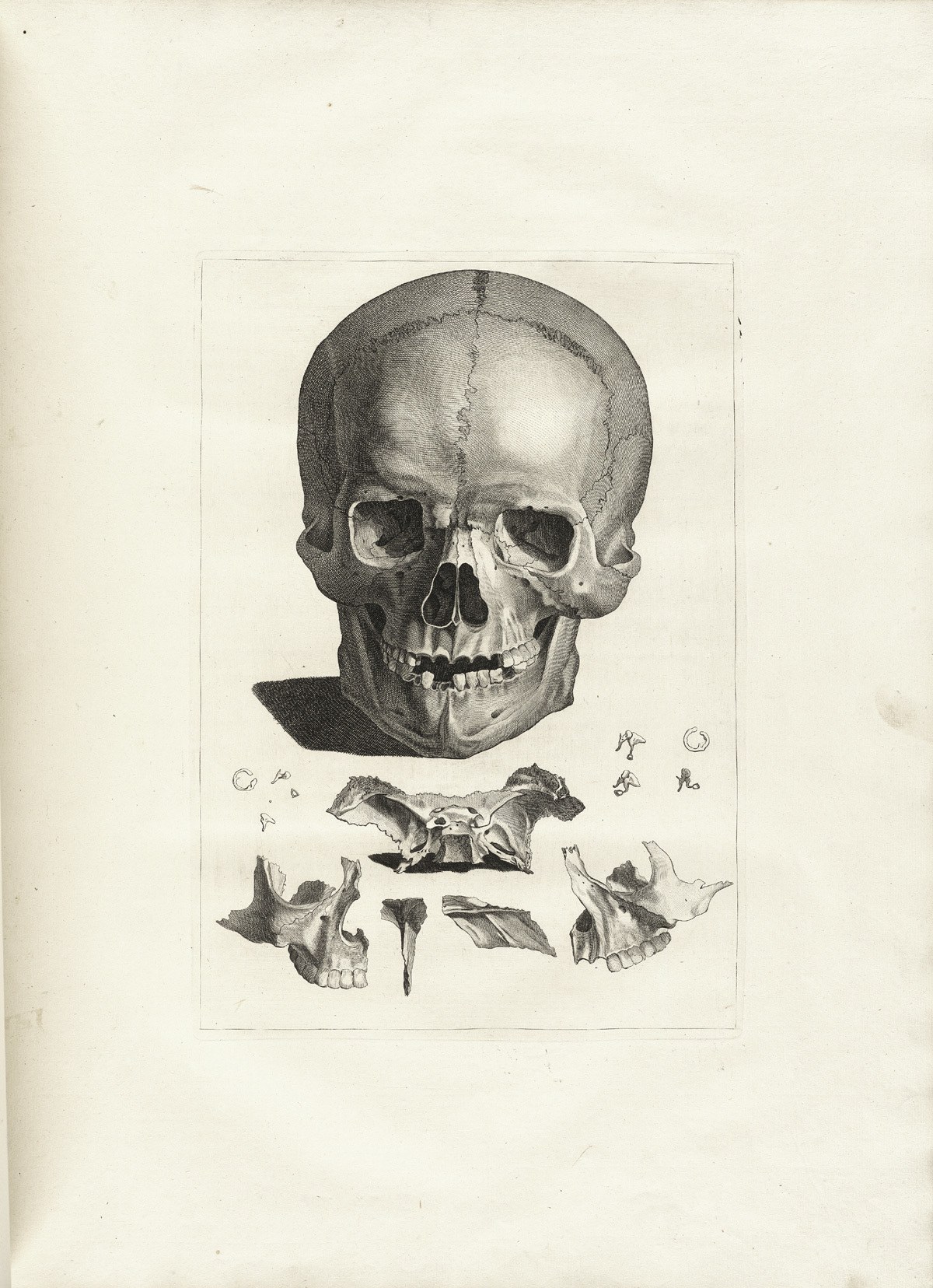 Anatomical skull illustration