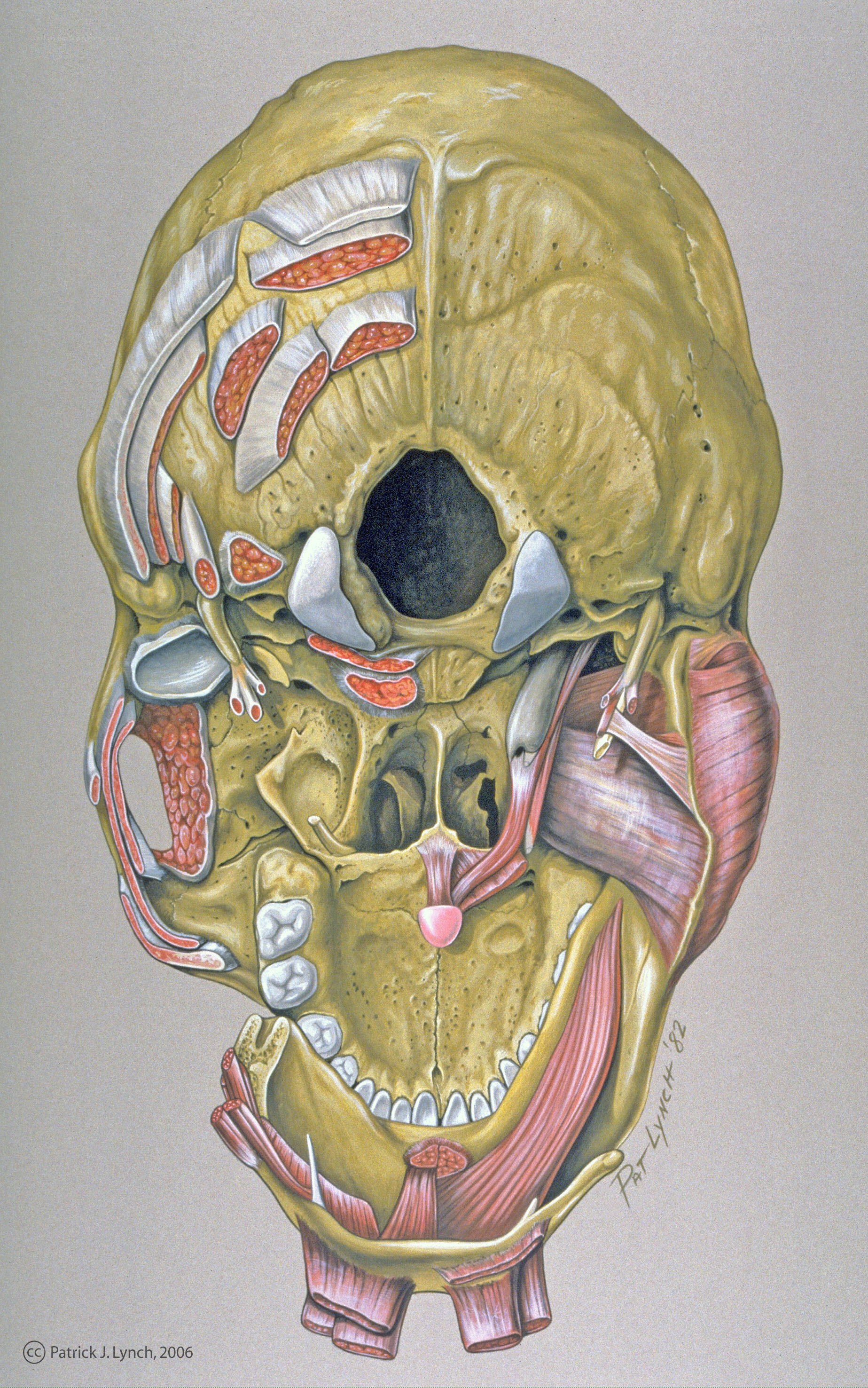 Anatomical skull illustration