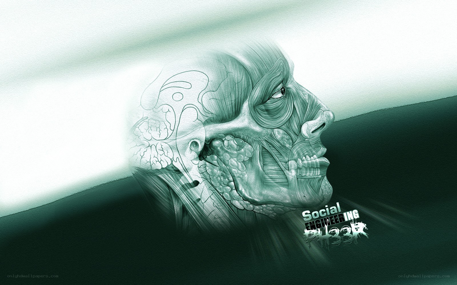 anatomical skull illustration