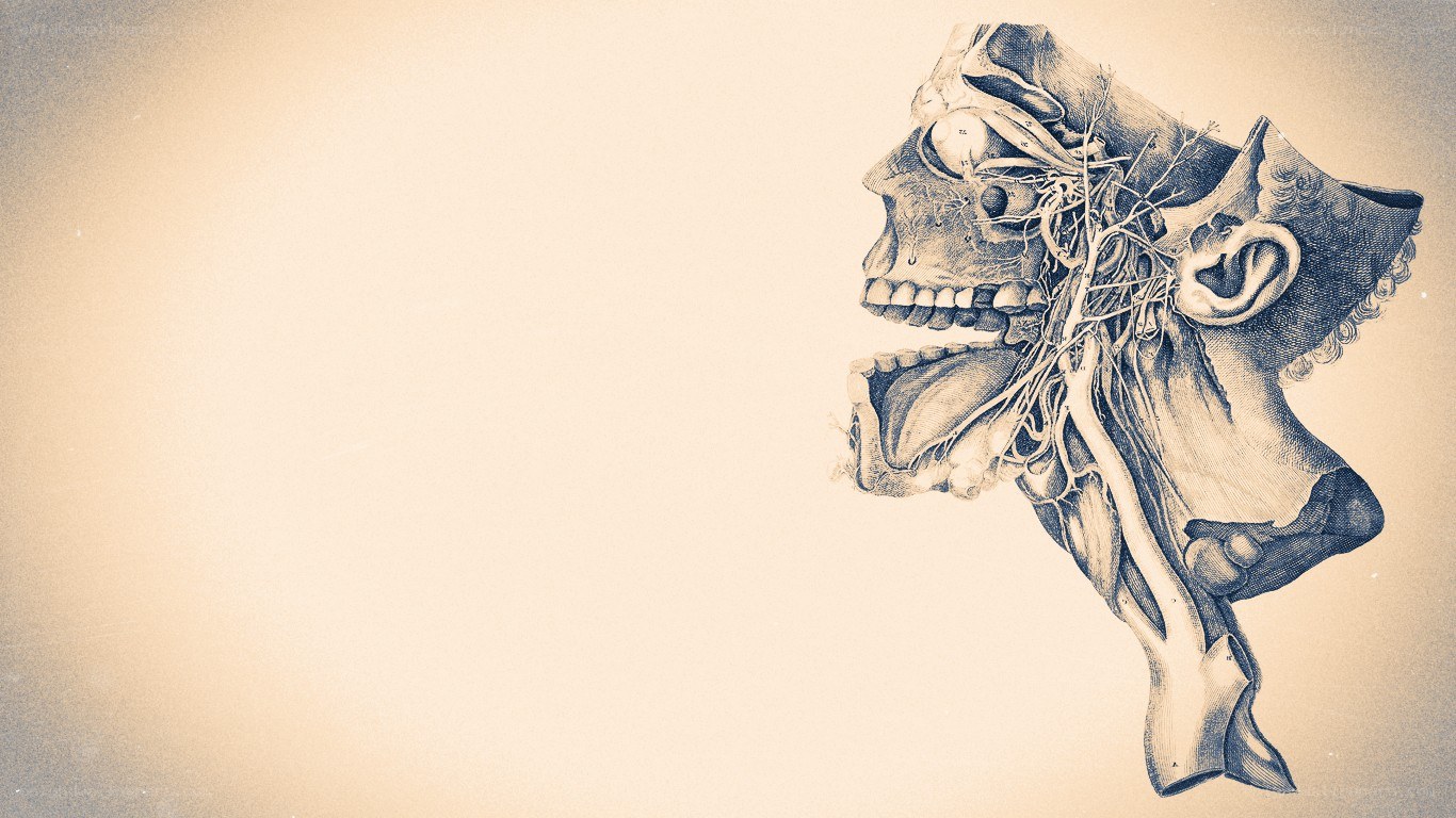 anatomical skull illustration