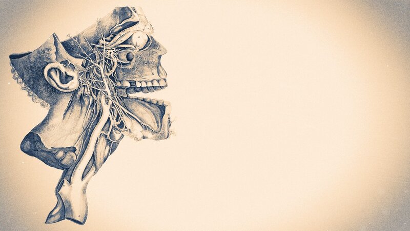 Anatomical Skull Illustration — Sepia