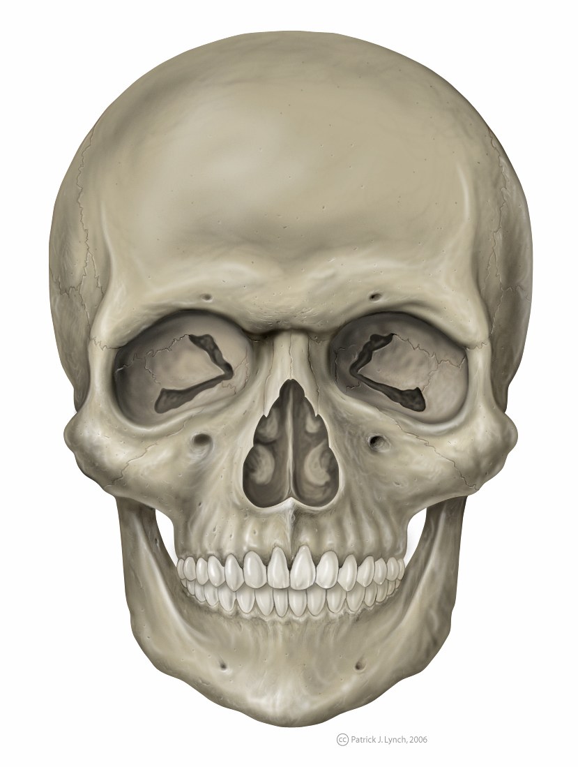anatomical skull illustration