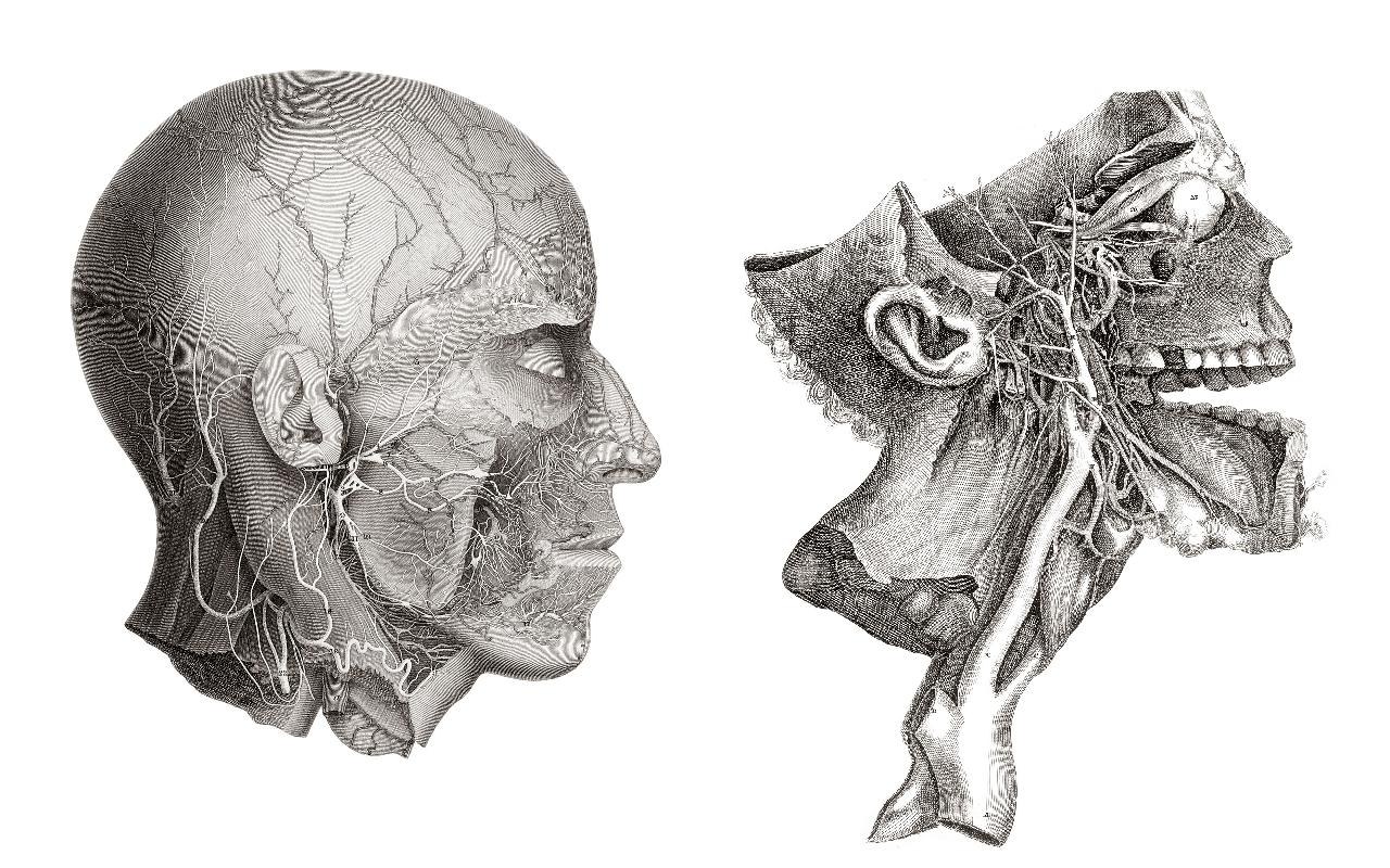 Anatomical skull illustrations
