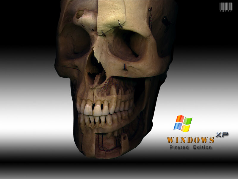 Anatomical Skull Model
