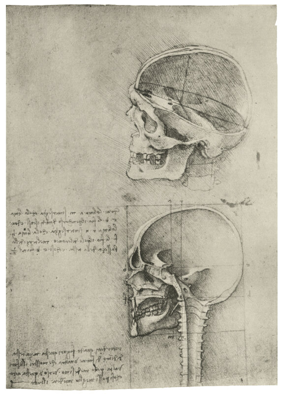 Anatomical skull studies