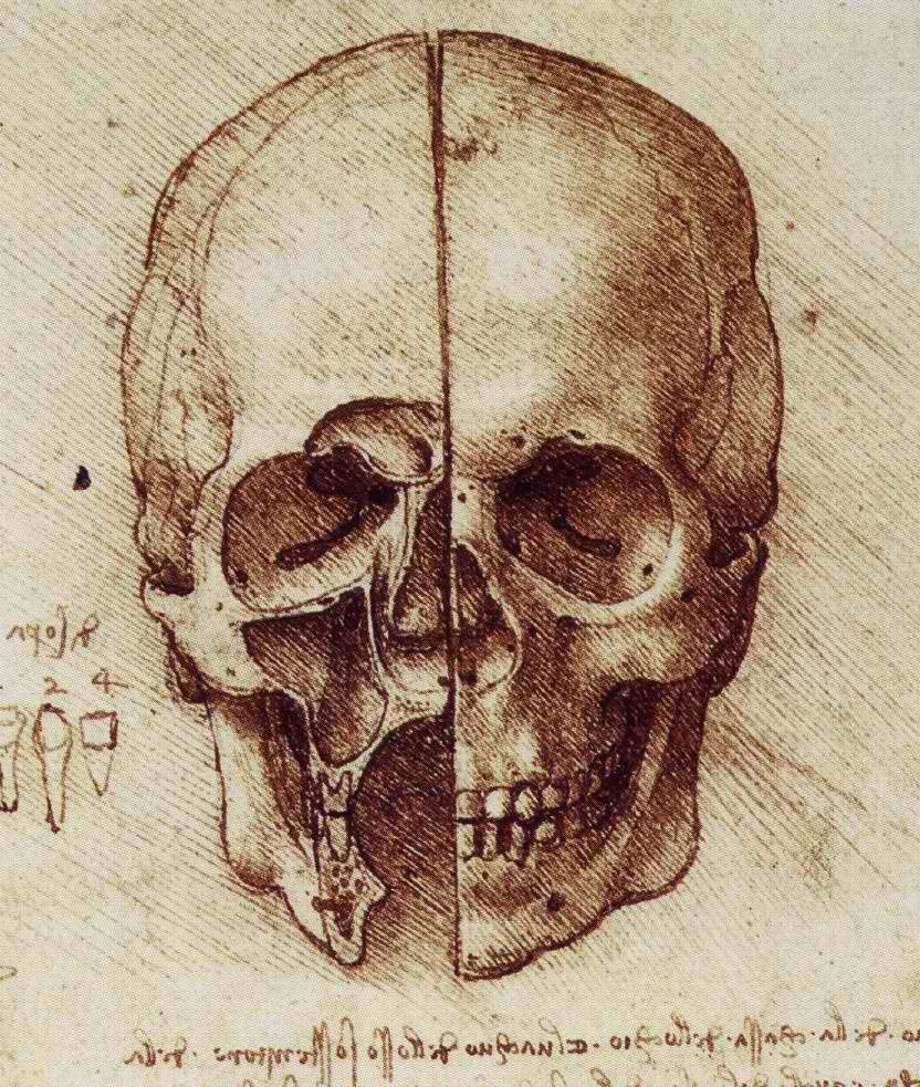 Anatomical skull study