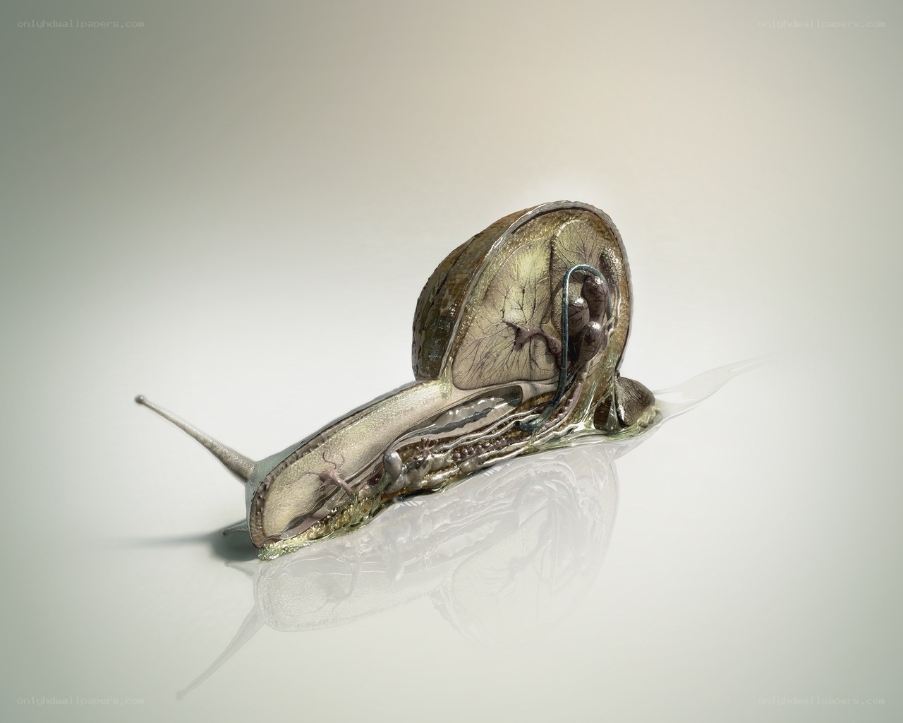 Anatomical snail cross-section