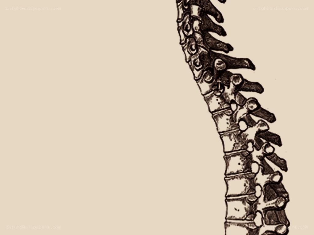 anatomical spine illustration