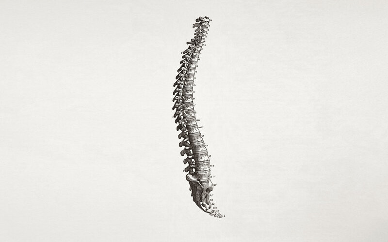 anatomical spine illustration