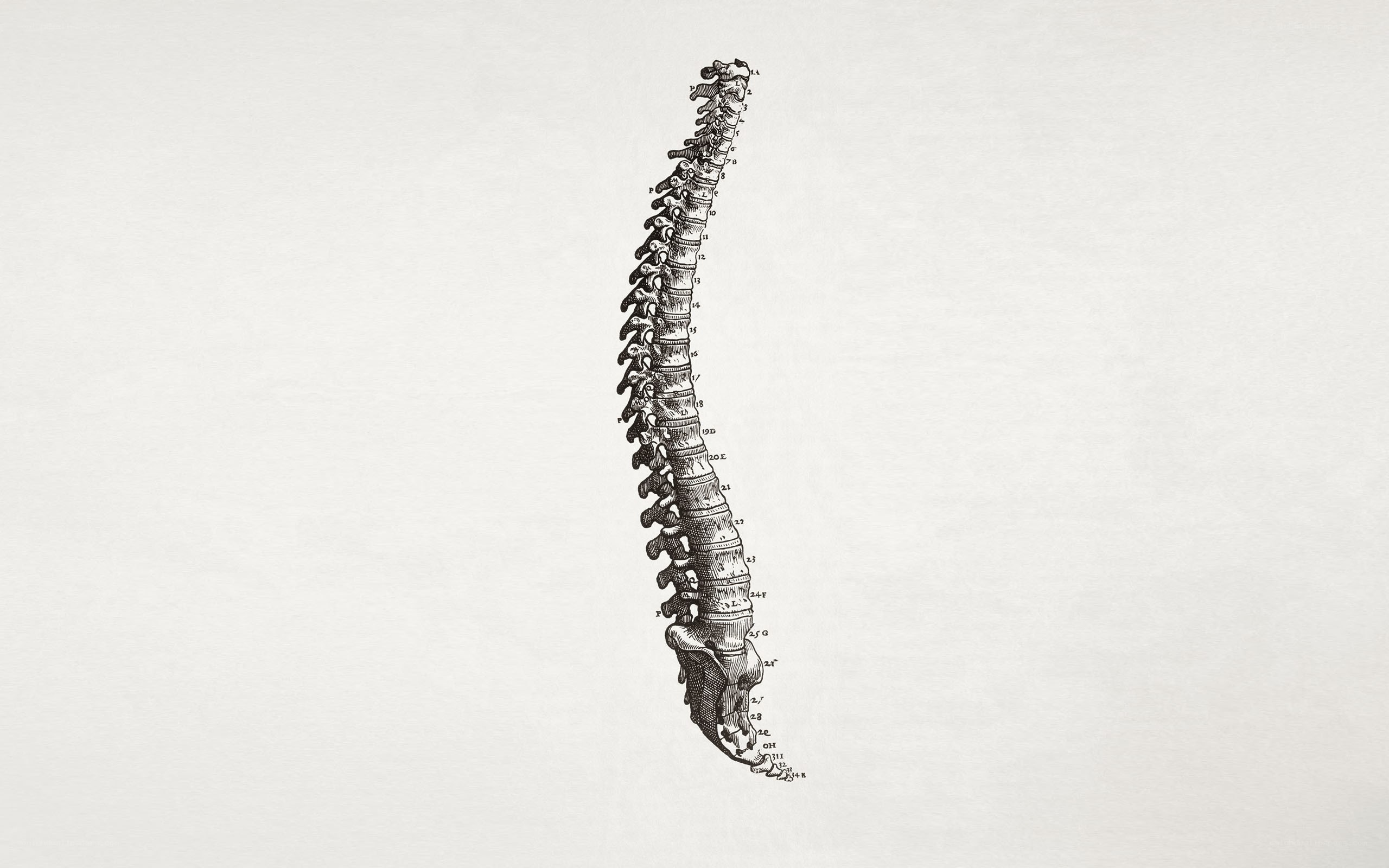 anatomical spine illustration