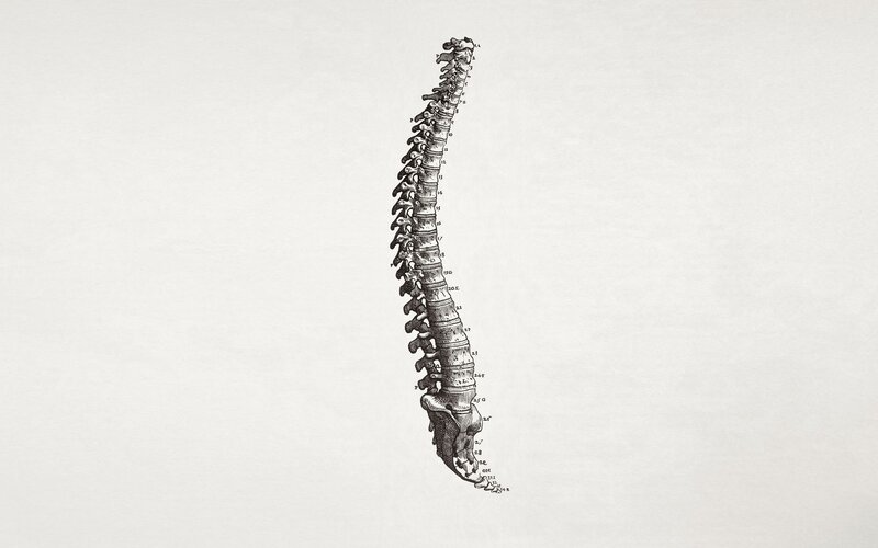 anatomical spine illustration