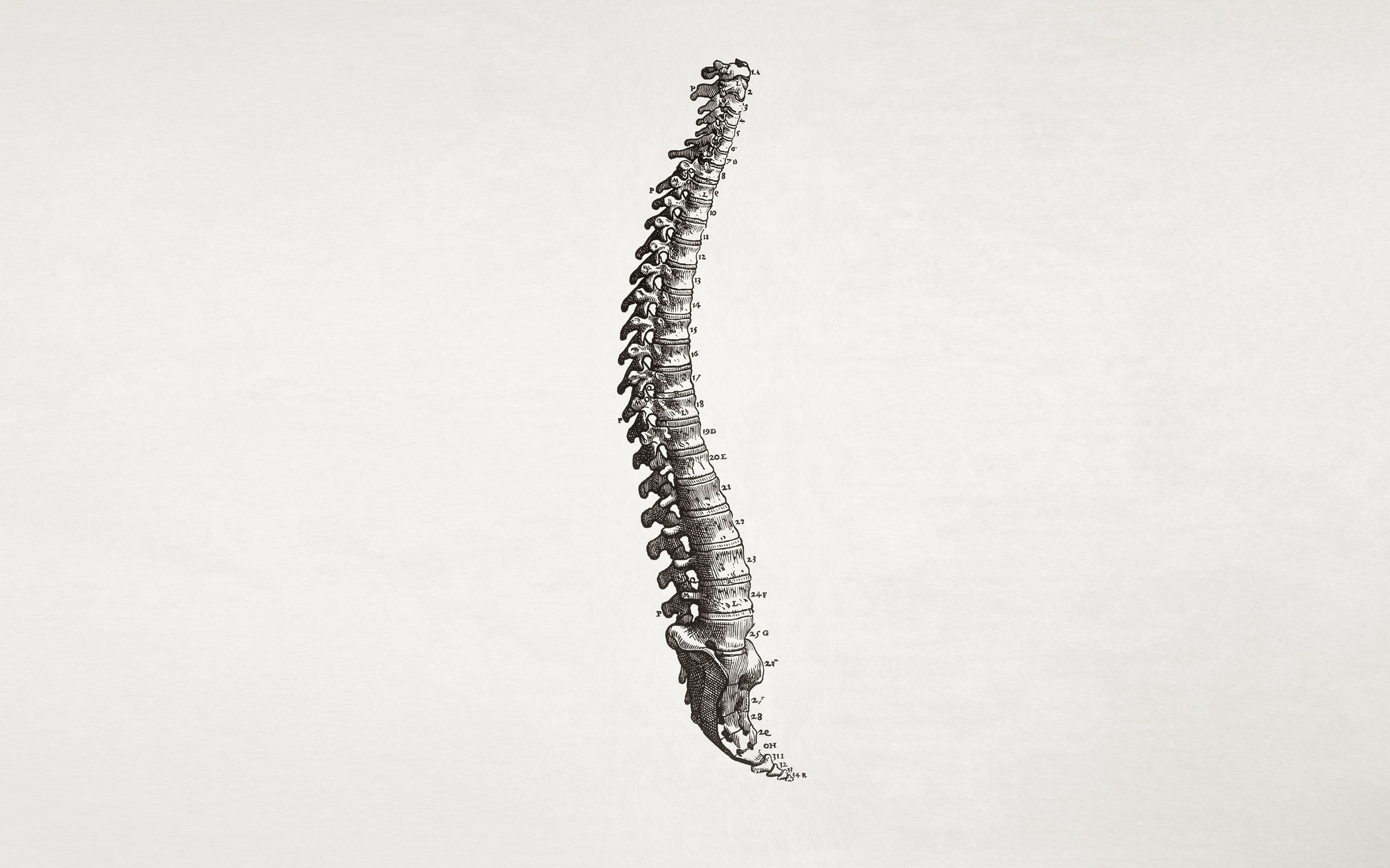 anatomical spine illustration