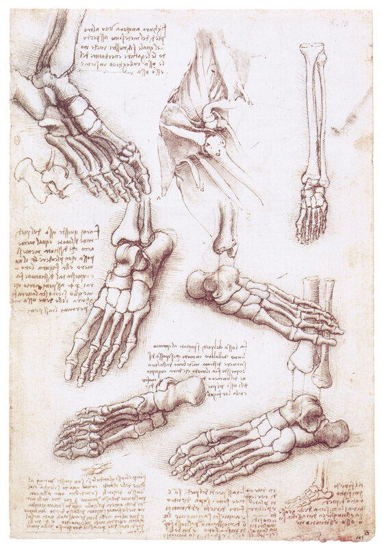 Anatomical study of feet