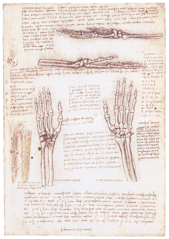 Anatomical study of hands
