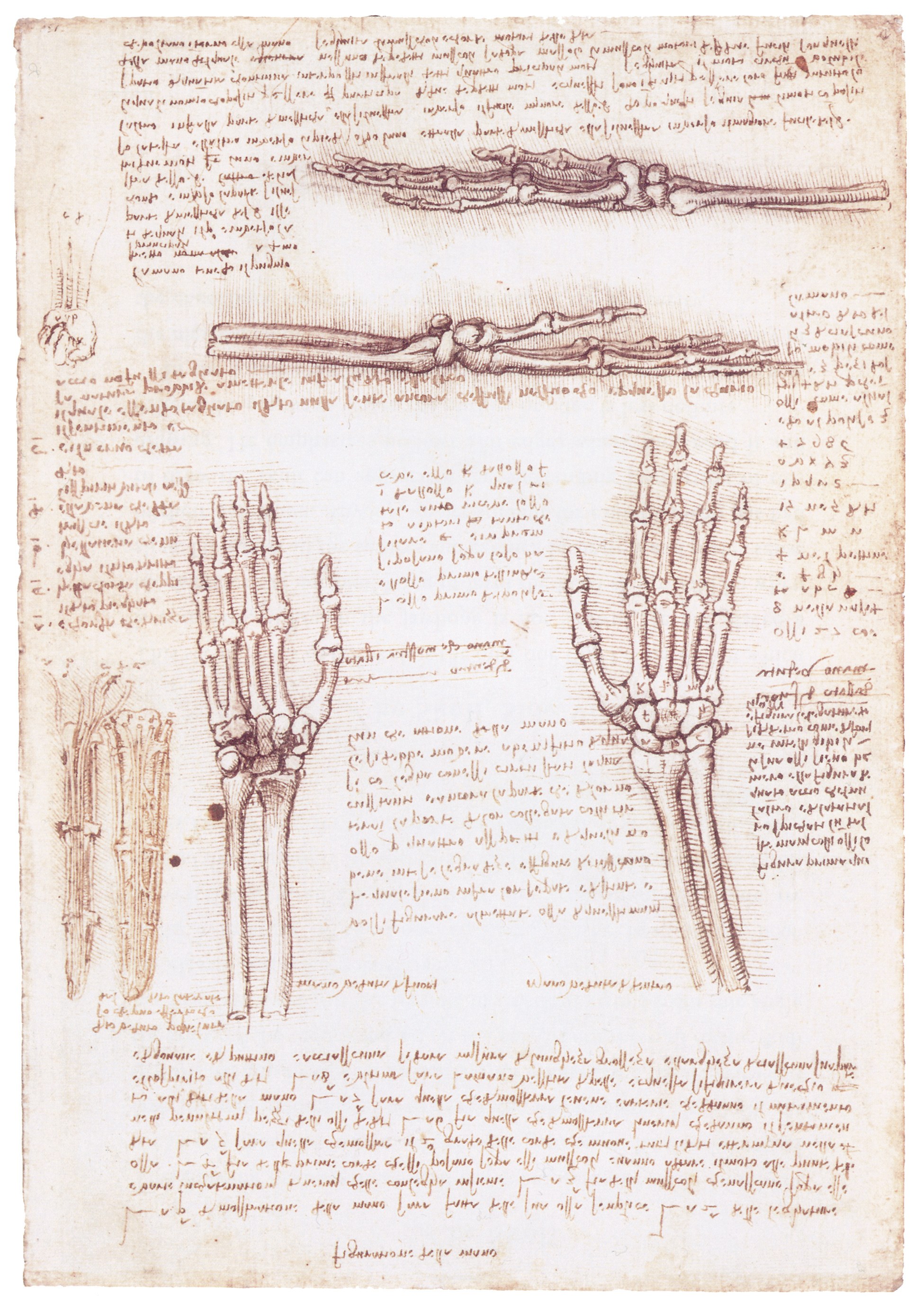 Anatomical study of hands