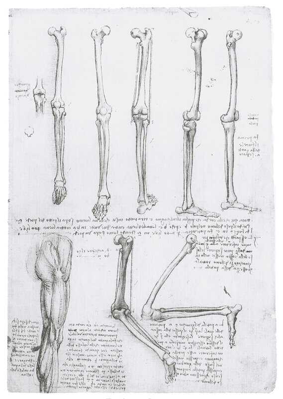 Anatomical study of leg bones