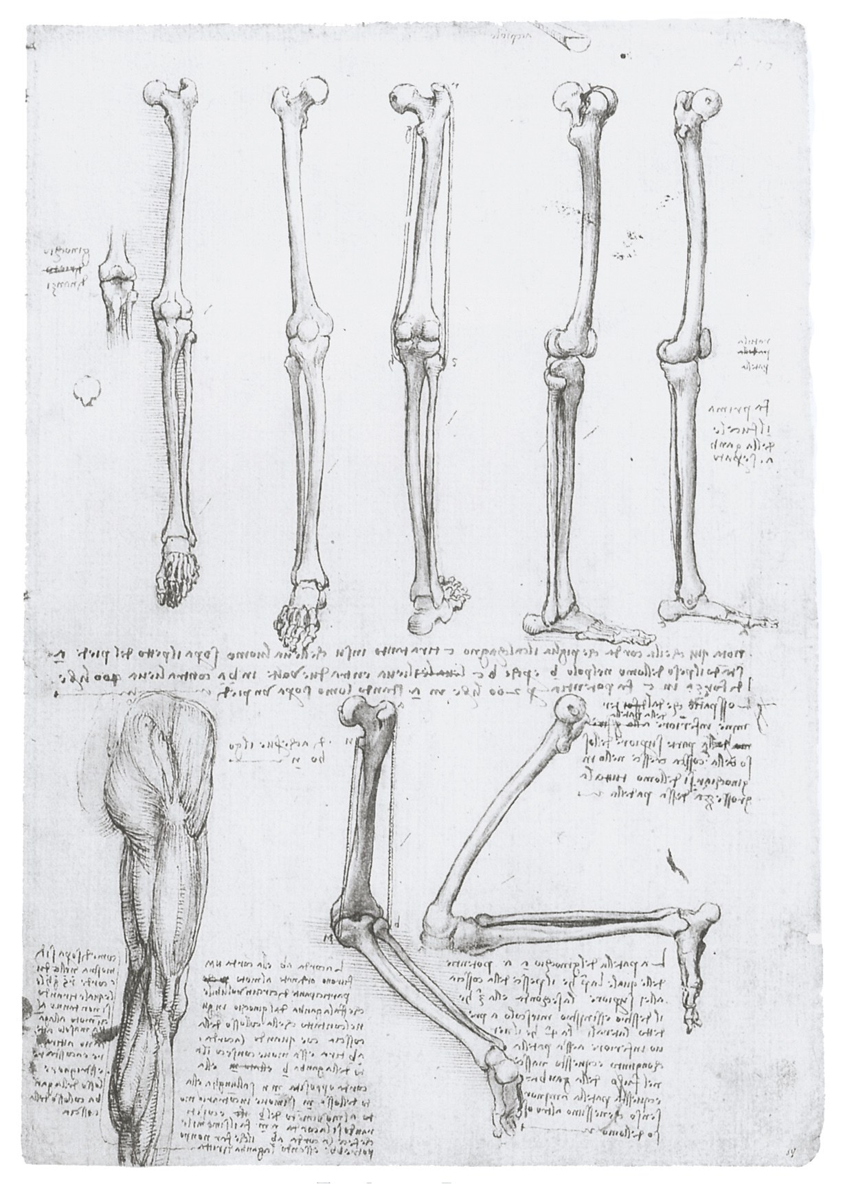 Anatomical study of leg bones