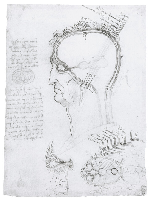 Anatomical study of the human head