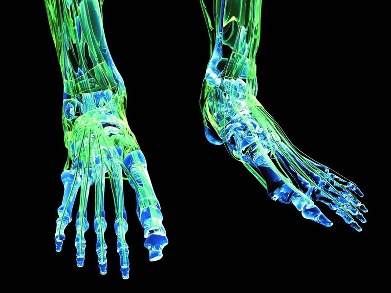 Anatomical view of feet