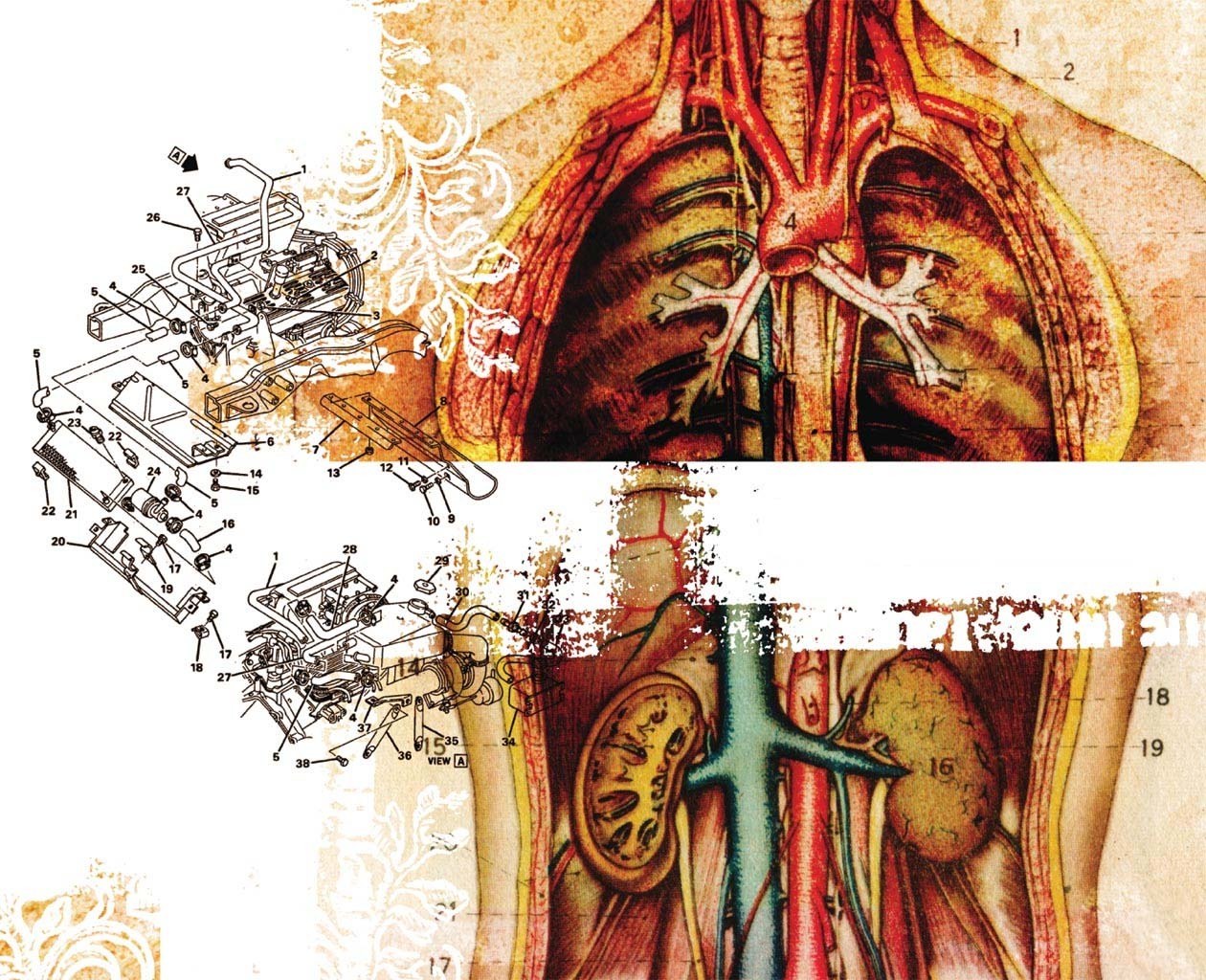 Anatomy and engine diagram collage