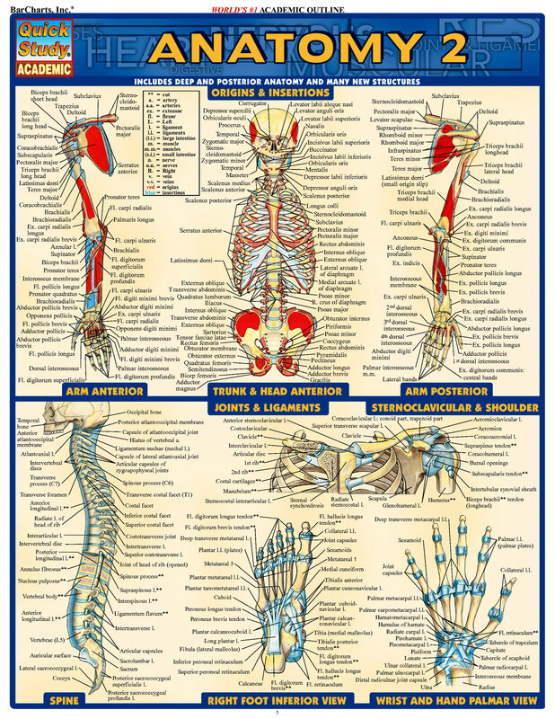 Anatomy chart with muscle origins and insertions