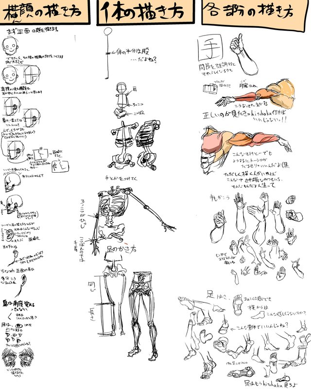 anatomy drawing reference guide