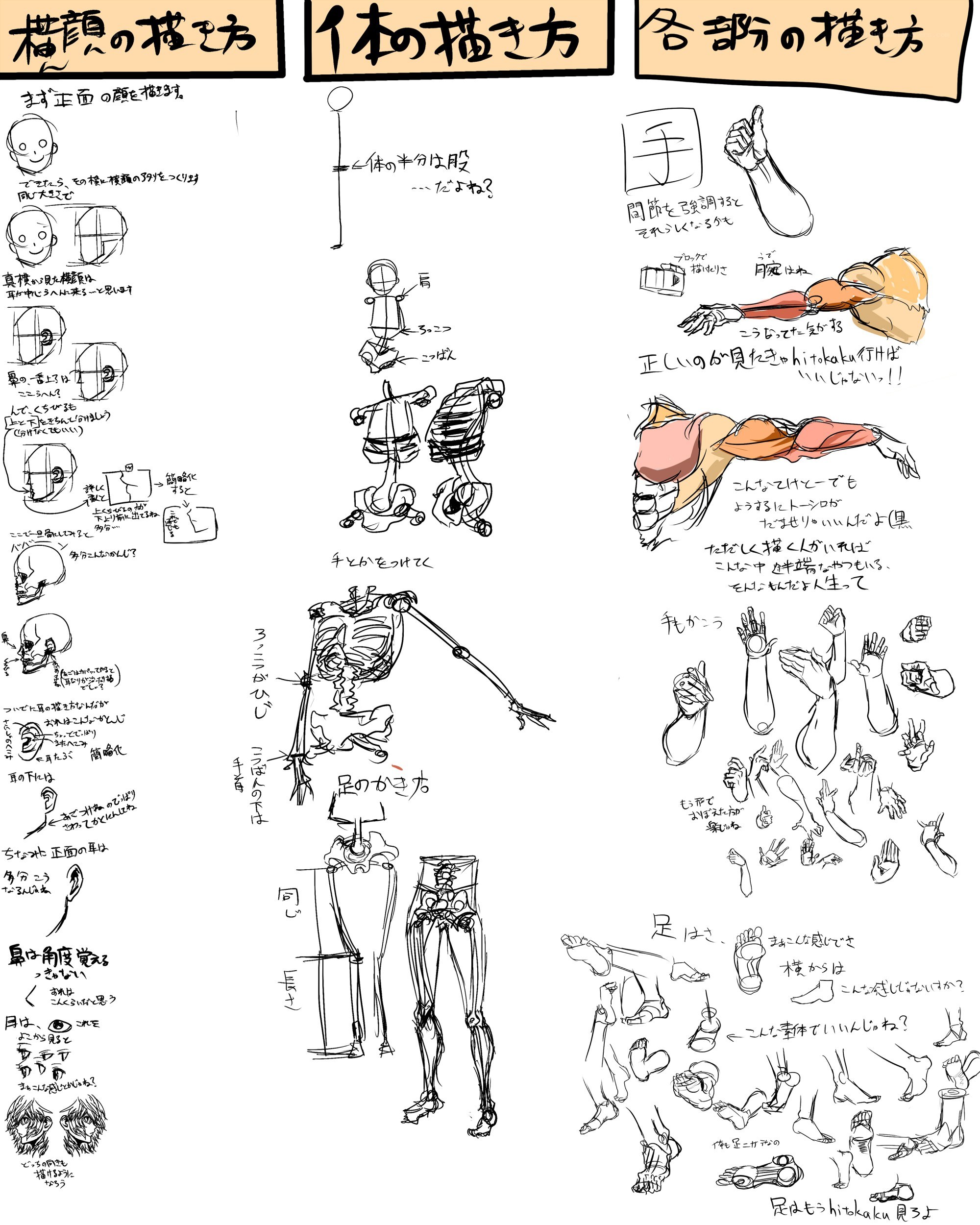 anatomy drawing reference guide