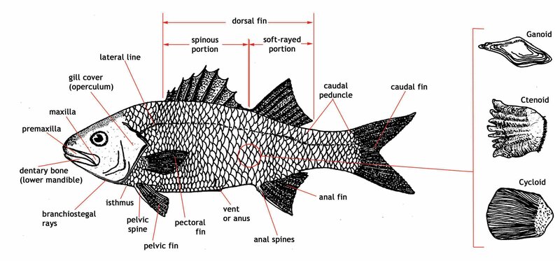 Anatomy of a bony fish