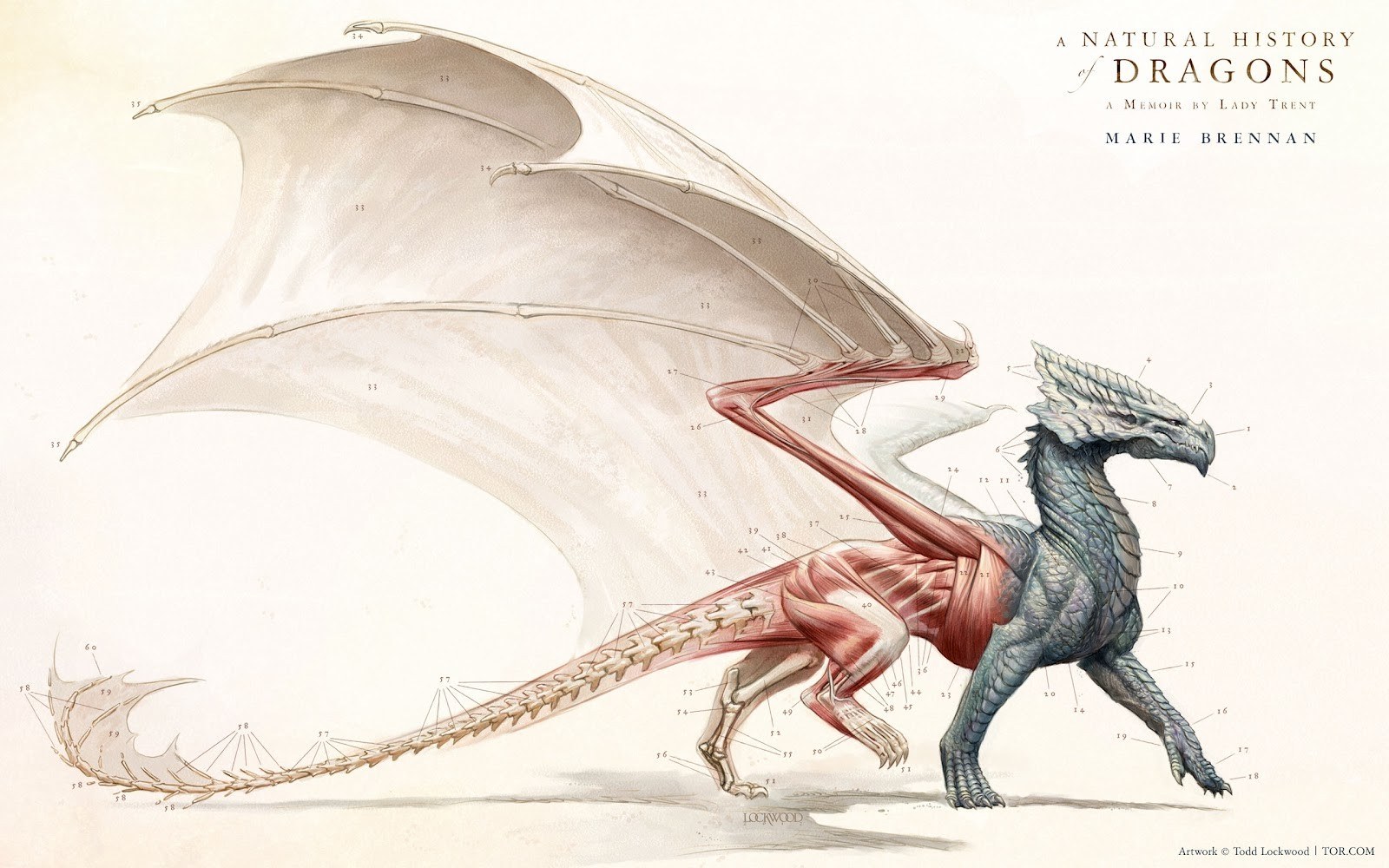 Anatomy of a dragon