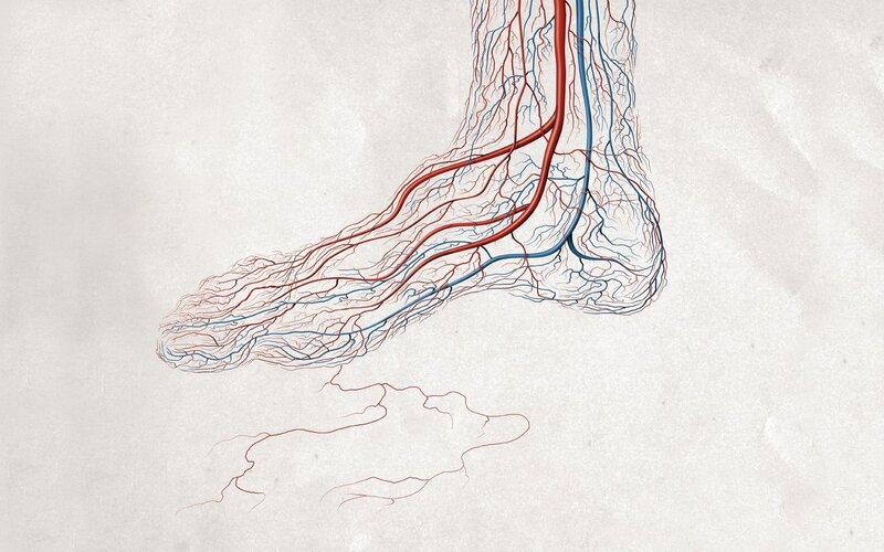 Anatomy of a foot's blood vessels