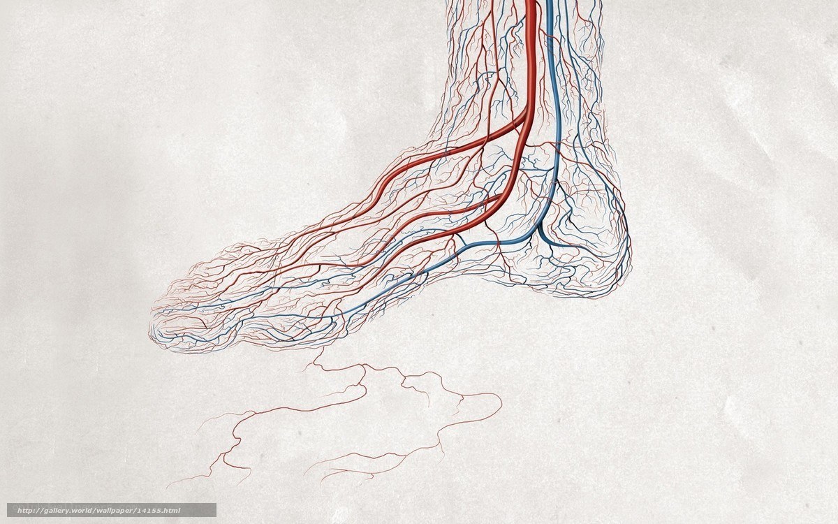 Anatomy of a foot